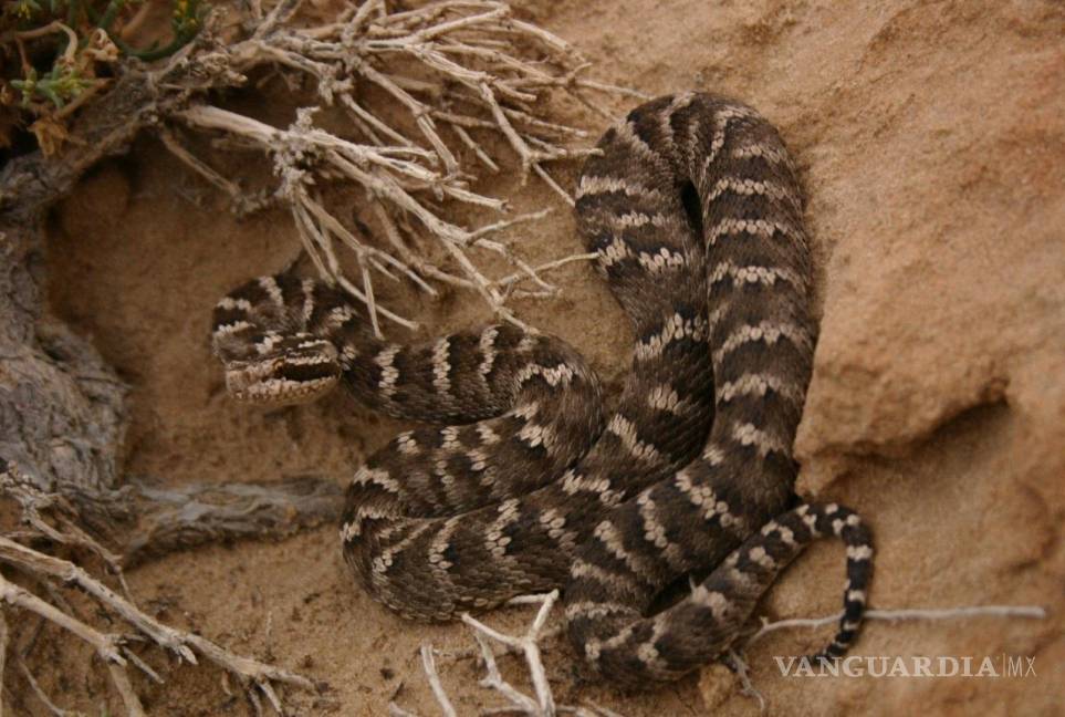 $!Serpiente pitviper Gloydius intermedius, del desierto de Gobi en Mongolia.