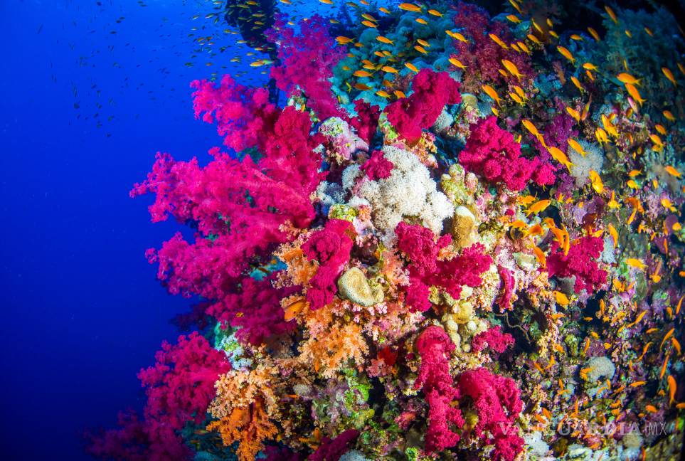 $!Miguel Guajardo Captando las maravillas del mar