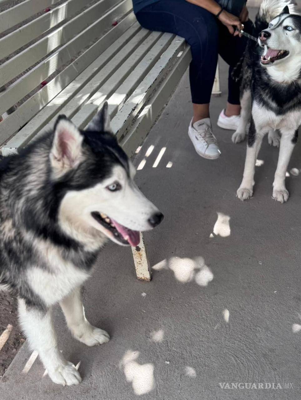$!Personal de Control Canino llamó a extremar medidas para proteger a las mascotas ante las altas temperaturas.