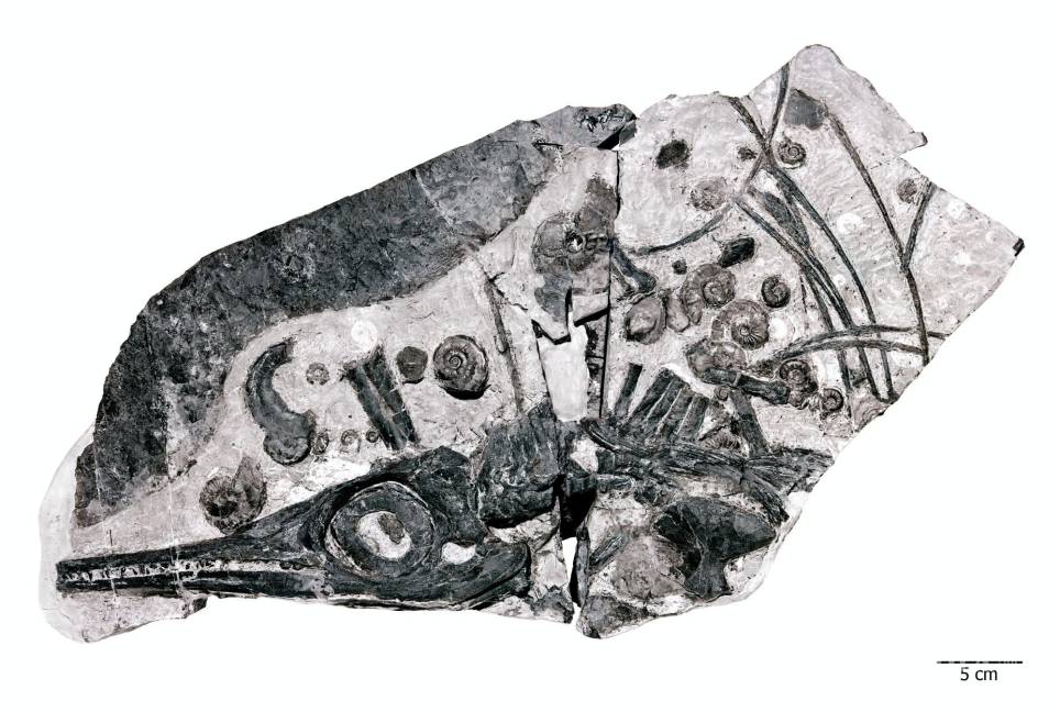 $!Fósil de ictiosaurio rodeado por ammonites, un alimento que posiblemente impulsó su crecimiento. EFE/Georg Oleschinski/Universidad de Bonn