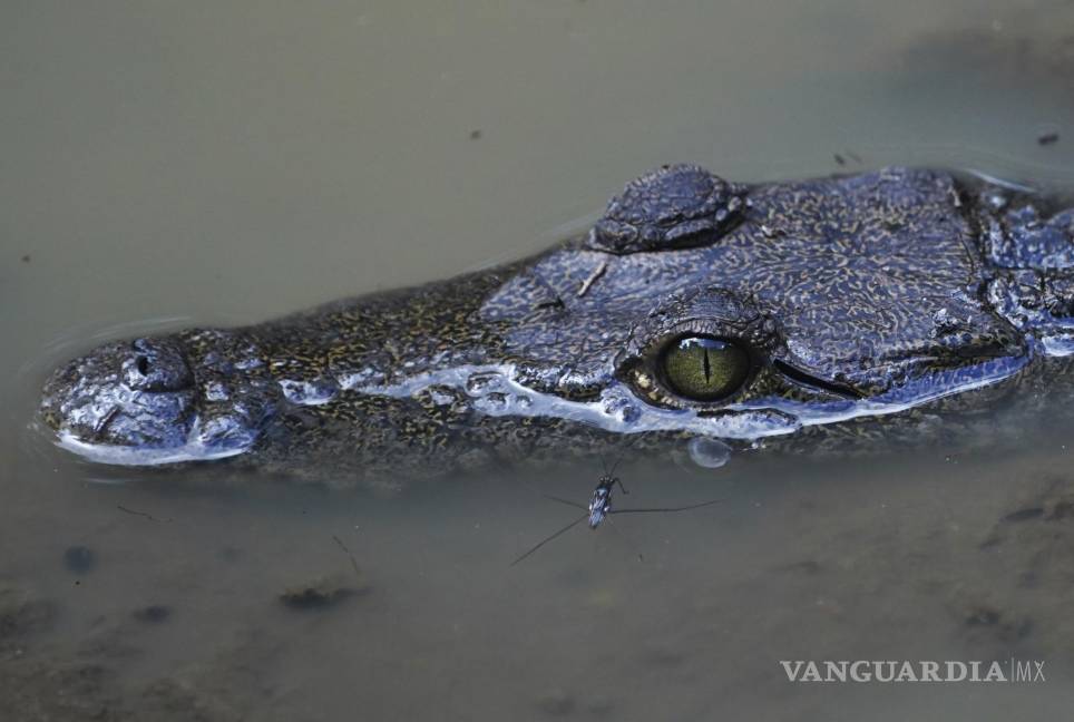 La selva de Calakmul, el nuevo foco rojo del Tren Maya