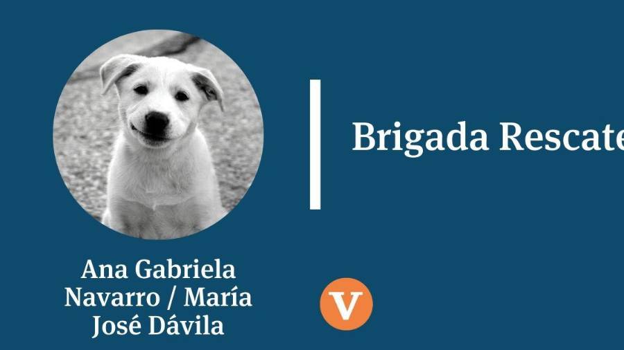 Lecciones de la manada