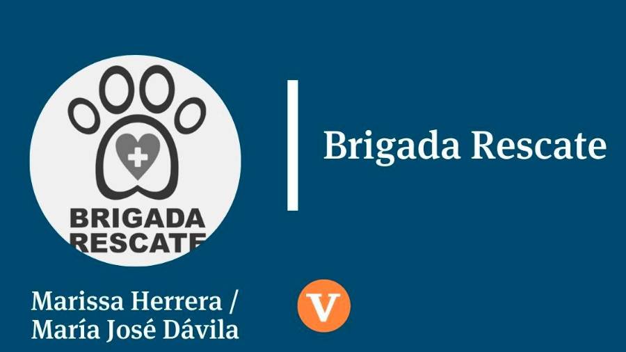 Pasan las semanas y nuestra buena racha de adopciones continúa con la pandemia...