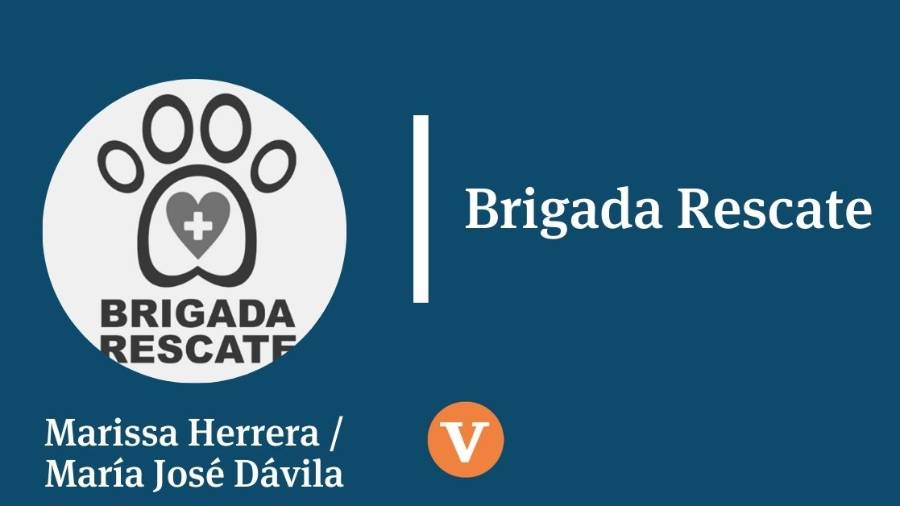 Santa Paws llegó a la ciudad