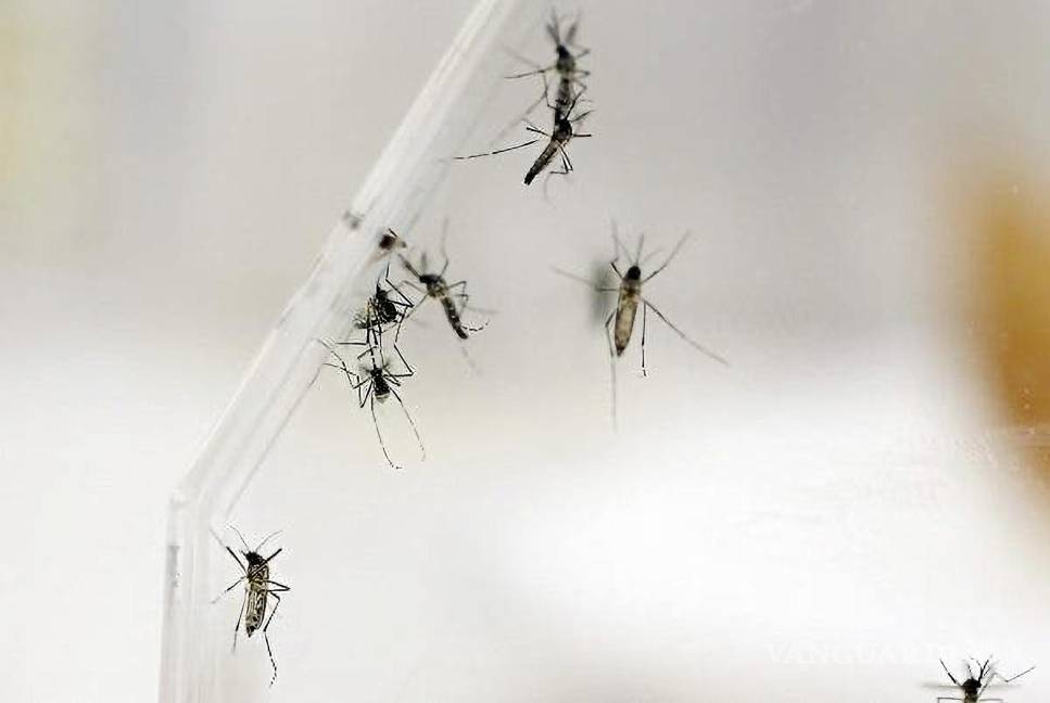 $!Mosquitos Aedes Aegypti en el laboratorio del departamento de Entomología del Centro para el Control y Prevención de las Enfermedades (CDC), en San Juan.