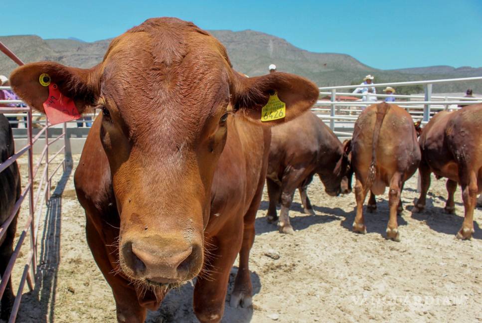 $!Crecen 17.6% exportaciones de ganado bovino a Estados Unidos