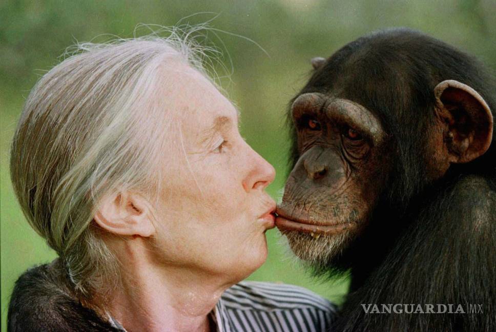 $!Jane Goodall besa a la chimpancé Tess en el Santuario de Chimpancés de Sweetwaters, en Nairobi, Kenia, el 6 de diciembre de 1997.