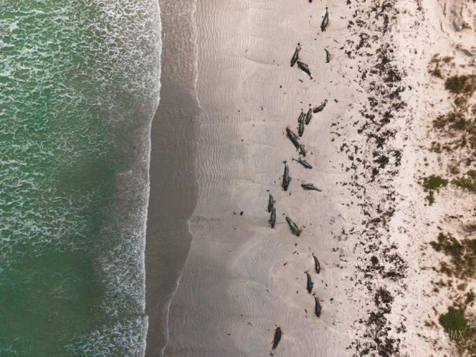 $!Casi 100 ballenas murieron en Nueva Zelanda, quedaron varadas