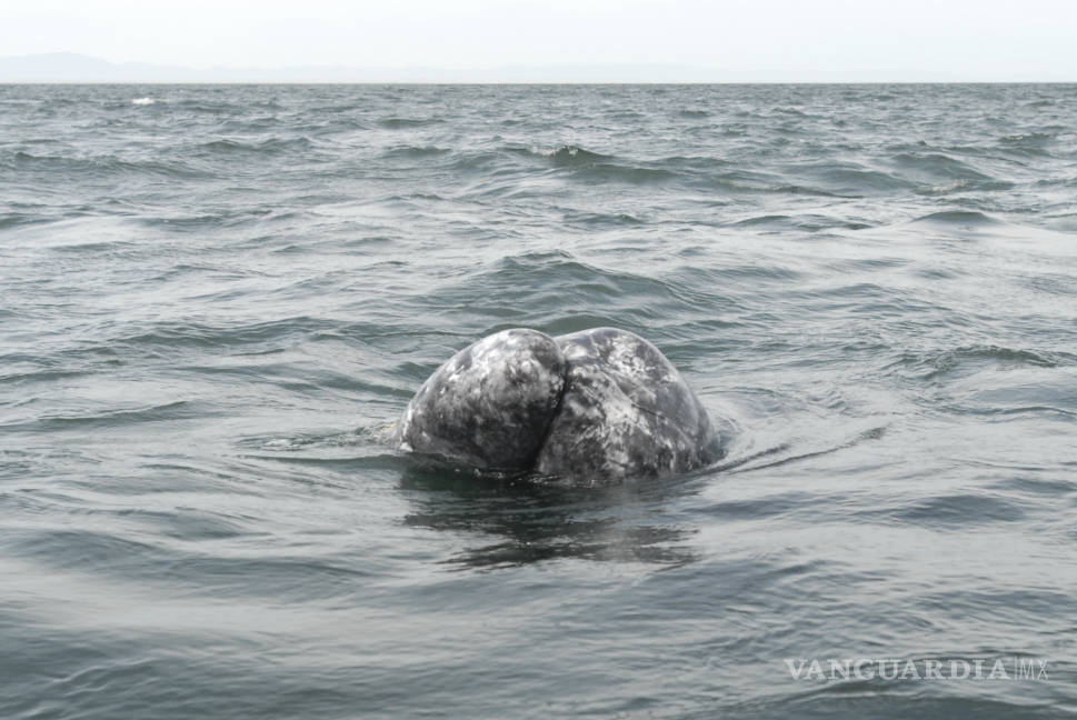 $!Atiende Profepa varamiento de 10 ballenas muertas en BCS y Nayarit