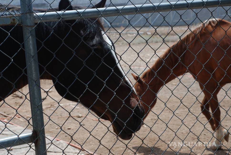 $!Denuncian abandono de seis caballos en colonia de Saltillo