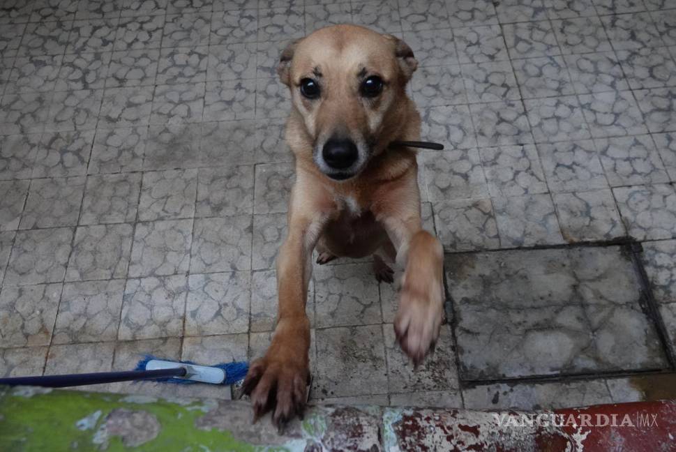 $!Este trámite se volvió obligatorio a partir del 1 de abril del año pasado.