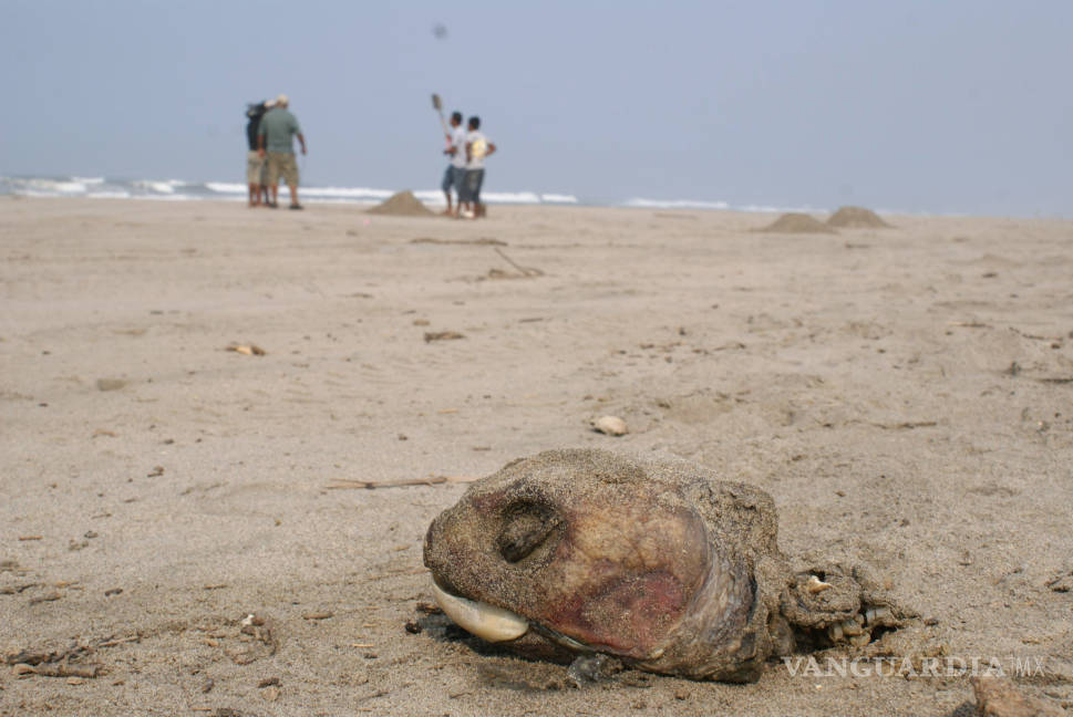 $!Reportan muerte masiva de tortugas en Guerrero