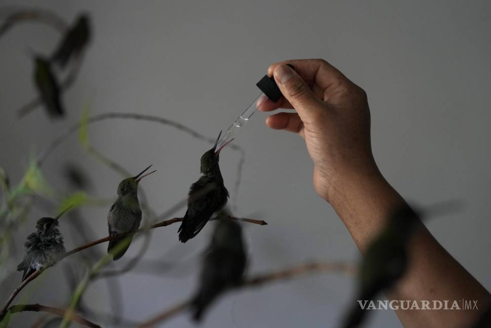 $!Cecilia Santos usa un gotero para alimentar a un colibrí en la casa de Catia Lattouf, quien convirtió su apartamento en una clínica para los pequeños pájaros.