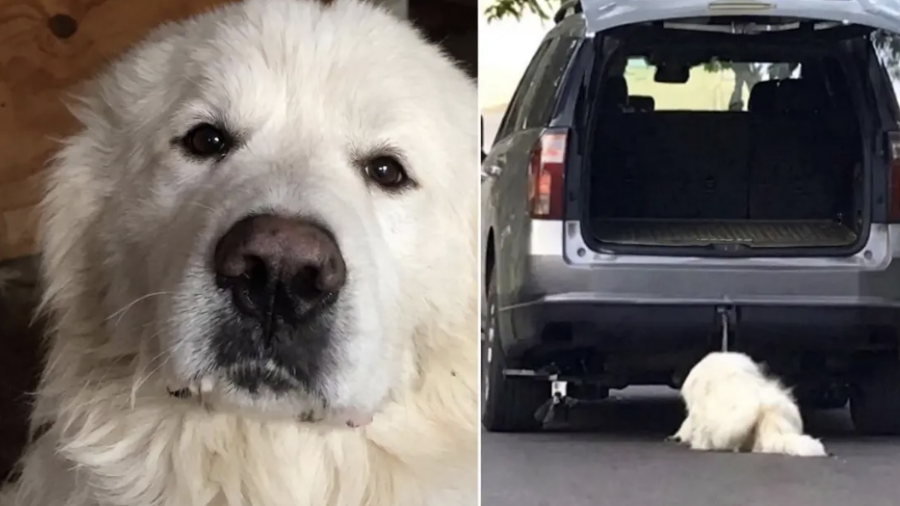 Rocky fue víctima de crueldad animal en julio pasado, hechos por los que su presunta agresora permanece en prisión preventiva.