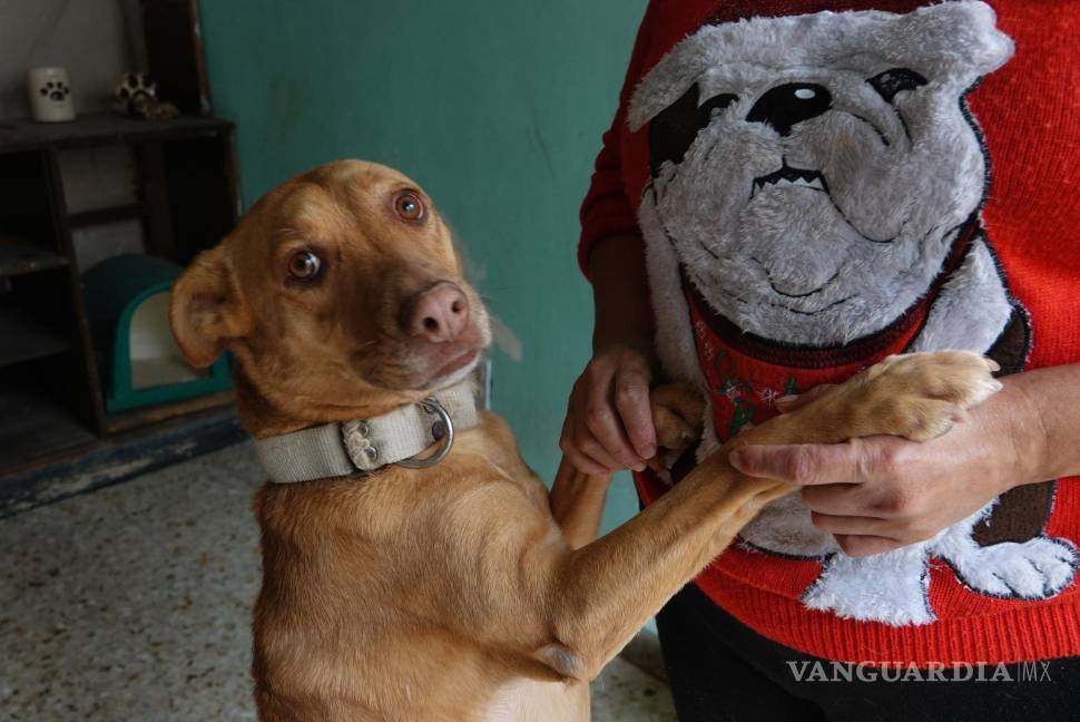 $!La Agencia de Atención Animal (AGATAN) es la encargada de impulsar este programa.