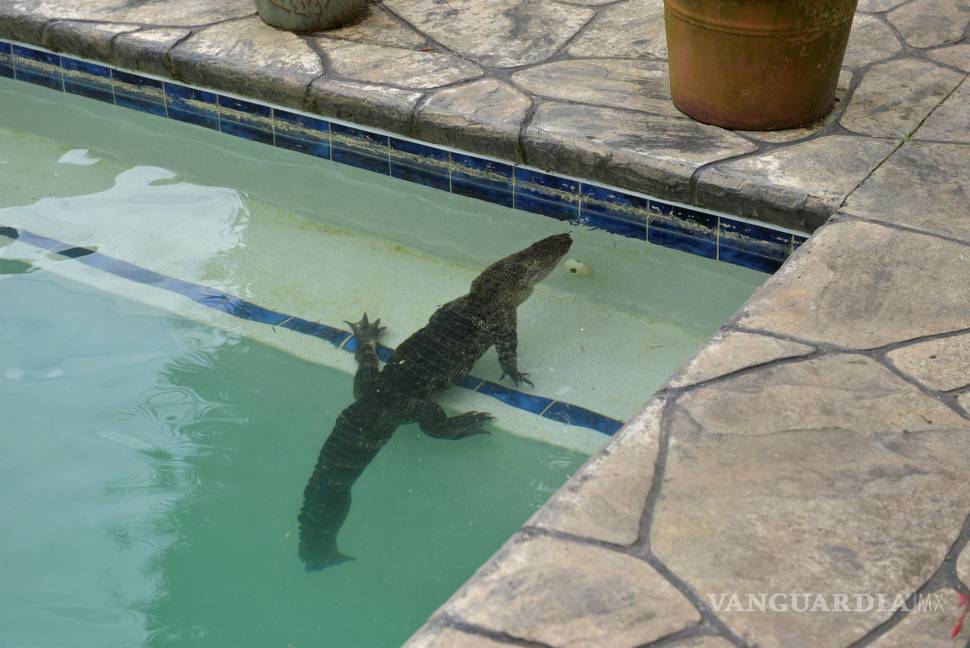 $!Fotografía del 9 de marzo de 2020 cedida por la Comisión de la Fauna y la Pesca de Florida (FWC) donde aparece un cocodrilo mientras nada en la piscina de una casa en Florida. EFE/Tony Young/FWC
