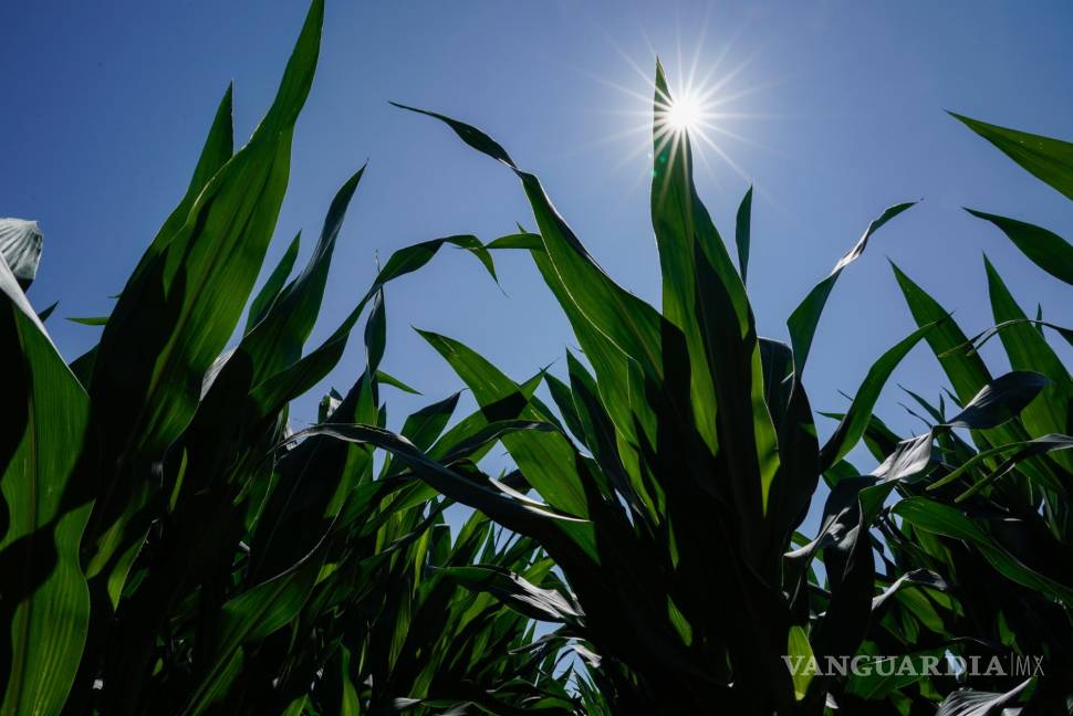 $!El maíz crece en un campo en el Centro Agrícola del Sudeste-Purdue en Butlerville, Indiana.