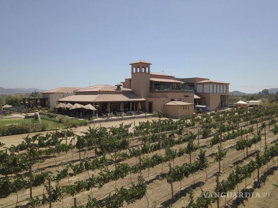 $!Salieron políticos 'buenos' (y vivos) para el vino: aprovechan apoyos federales para sus viñedos