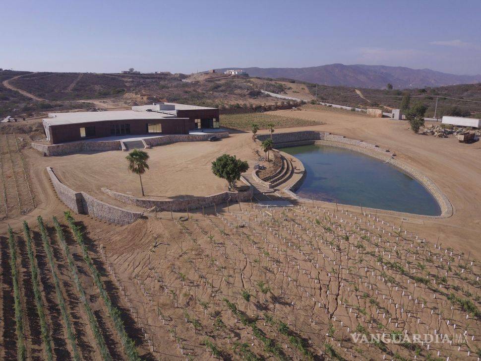 $!Salieron políticos 'buenos' (y vivos) para el vino: aprovechan apoyos federales para sus viñedos