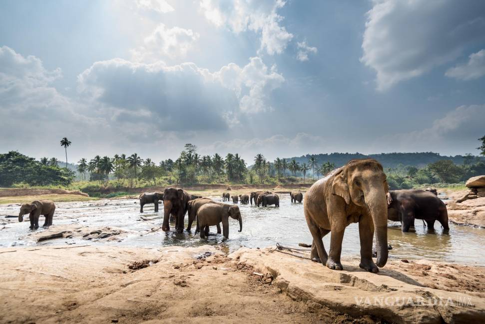 $!Paisaje con elefantes en Sri Lanka. Foto: Open Comunicación.