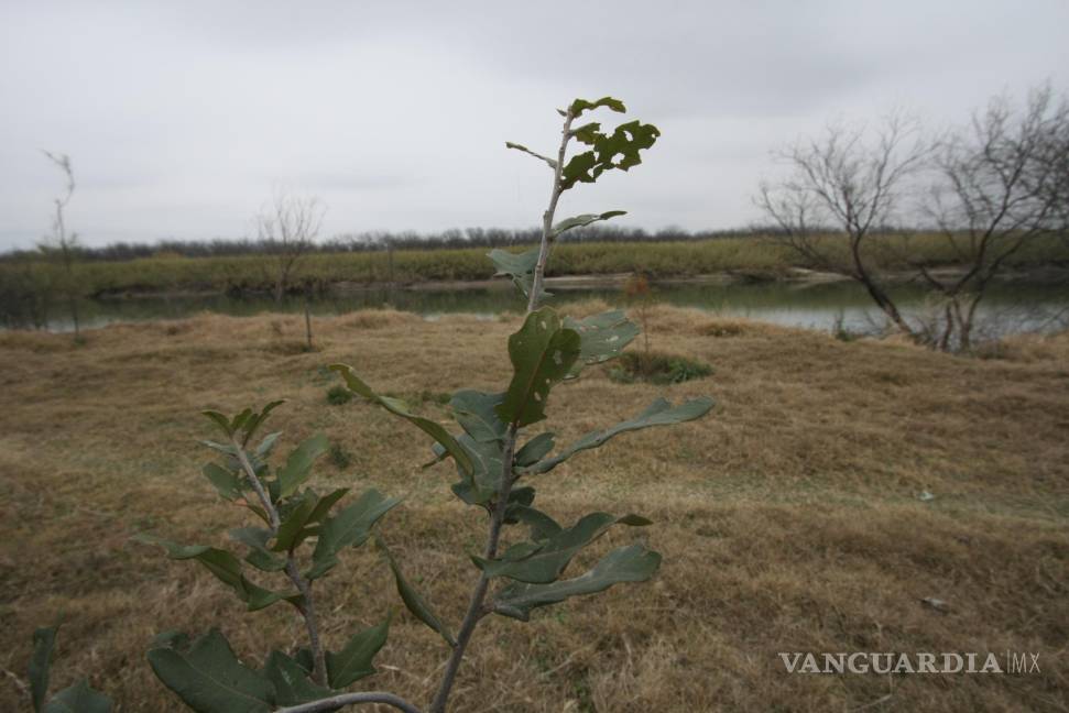 $!Después de 7 años se seca 'El Muro Verde' de Piedras Negras por falta de atención