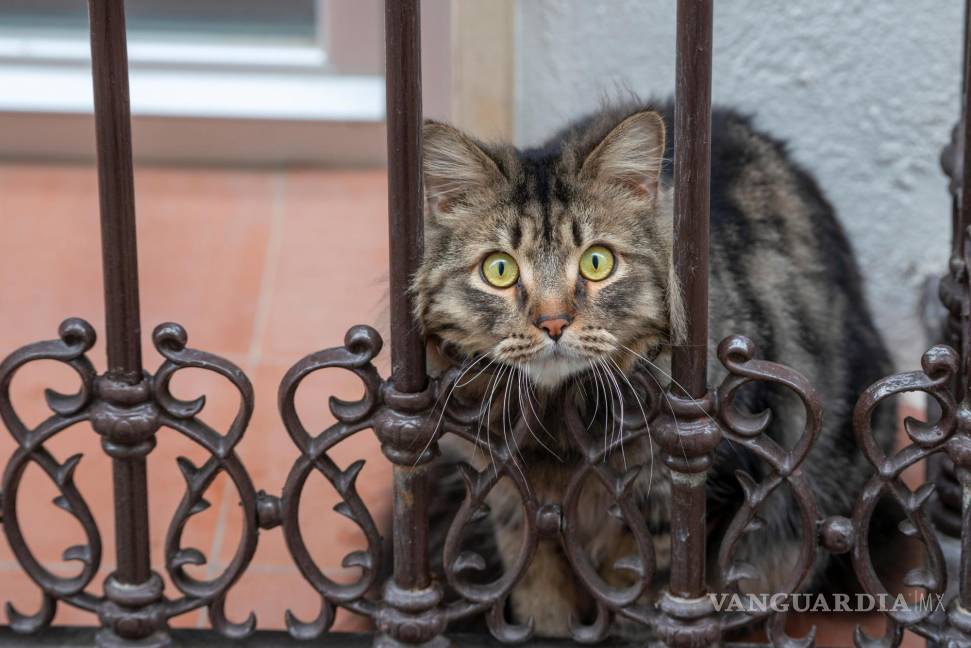 $!Un gato se asoma al balcón de una vivienda de Jaén, España. EFE/José Manuel Pedrosa