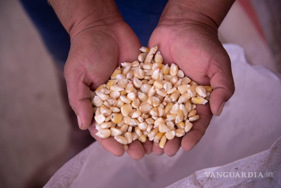 $!El maíz amarillo se mantiene como el grano más importado por el País, alcanzando un volumen de 23.8 millones de toneladas para uso industrial y pecuario.