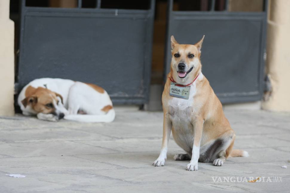 Analizan aplicar reglamento para proteger a gatos y perros en Acuña