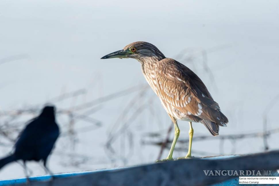 $!Una garza nocturna es captada frente a las aguas de la Presa Don Martín, un vital punto de descanso para aves migratorias en su ruta hacia el sur.