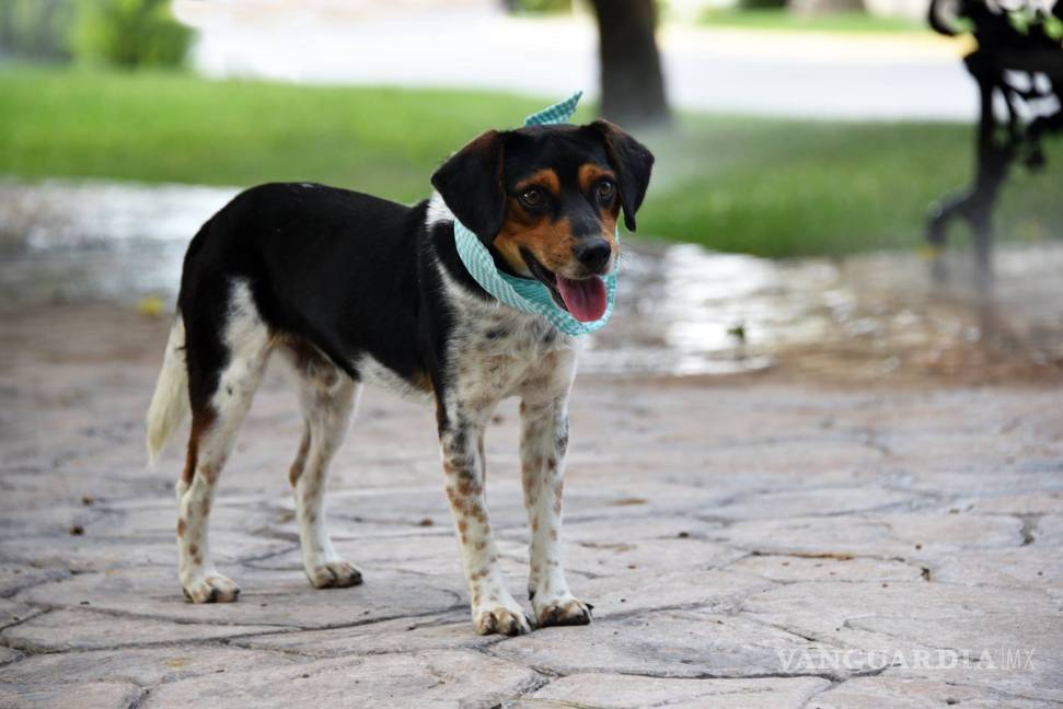 $!Listos para adopción perros salvados del sacrificio en Saltillo