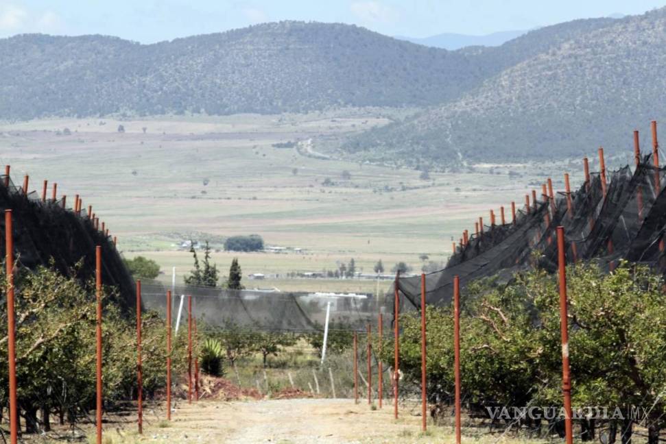 $!Manzaneros de Arteaga preocupados por las heladas tardías que podrían reducir aún más la producción.