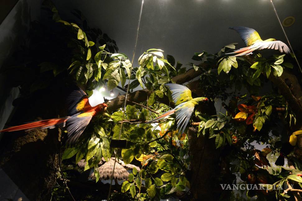 Pasa una ‘Navidad con las aves’