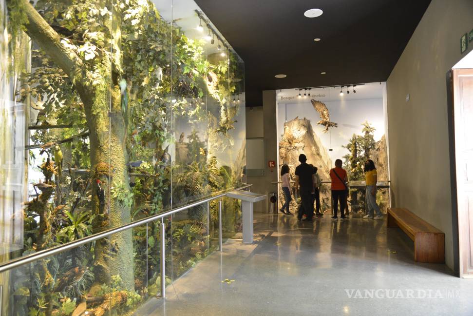 $!El Musave mantiene actividades de educación ambiental y talleres educativos en comunidades y escuelas.