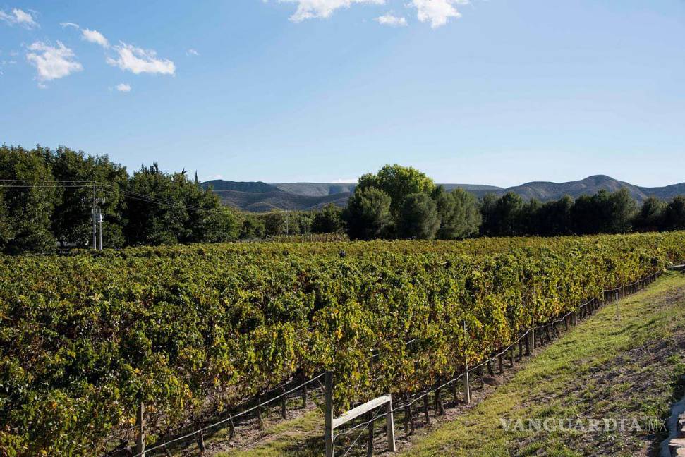 $!Fotos: Bodega Rivero González/Cortesía