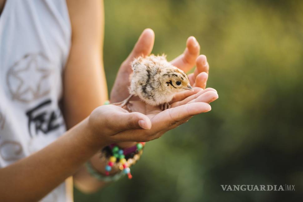 $!La infancia suele caracterizarse por un sentimiento innato de amor por todo lo relacionado con la naturaleza y los animales.