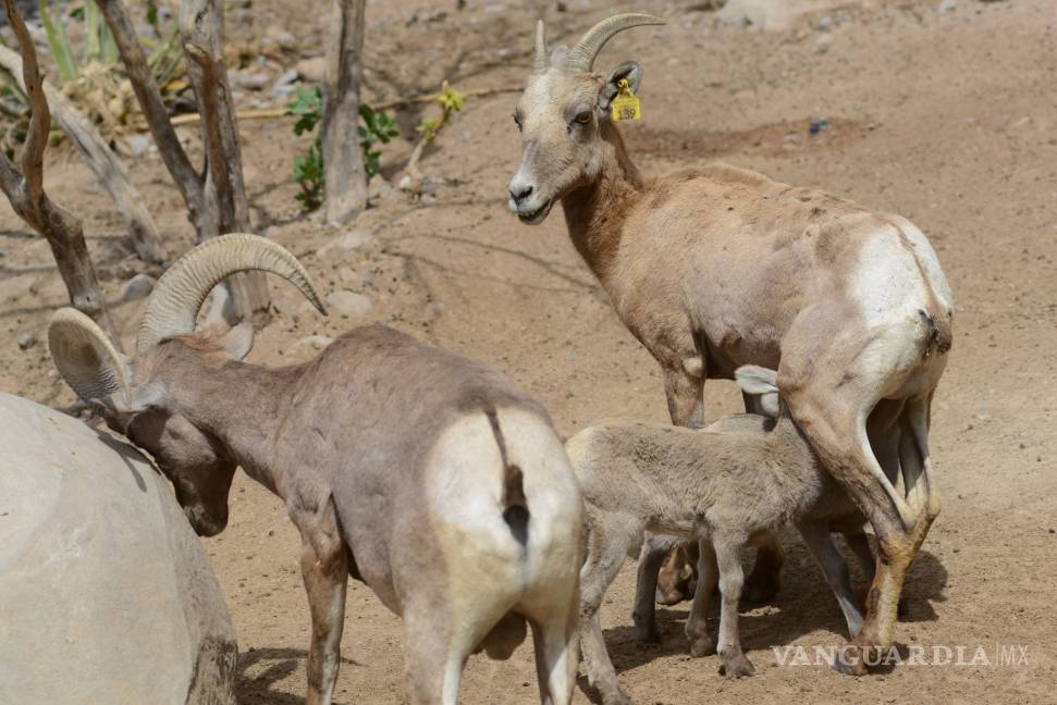 Nacen en Museo del Desierto de Saltillo, dos ejemplares de borrego cimarrón