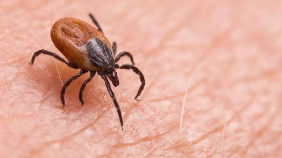 A pesar de que el caso resultó negativo, las autoridades mantienen la vigilancia epidemiológica activa en la región.