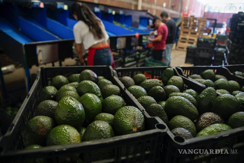 $!Aguacates en una planta de empaque en Uruapan, Michoacán. México y Canadá son dos de los mayores exportadores de frutas y verduras frescas a Estados Unidos.