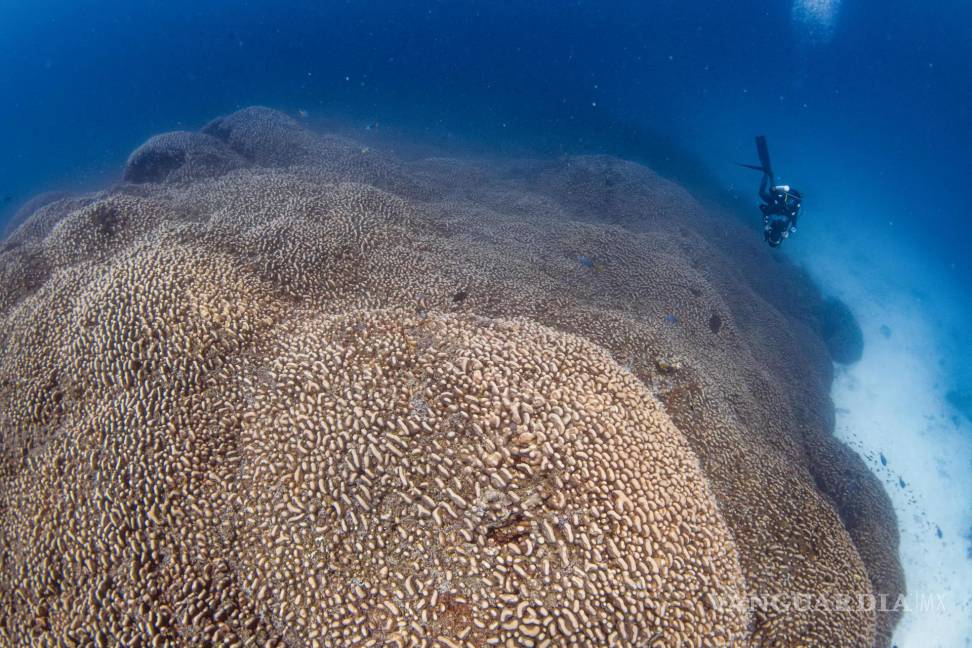 $!Fotografía cedida por National Geographic Pristine Seas del coral más grande del mundo en las Islas Salomón.