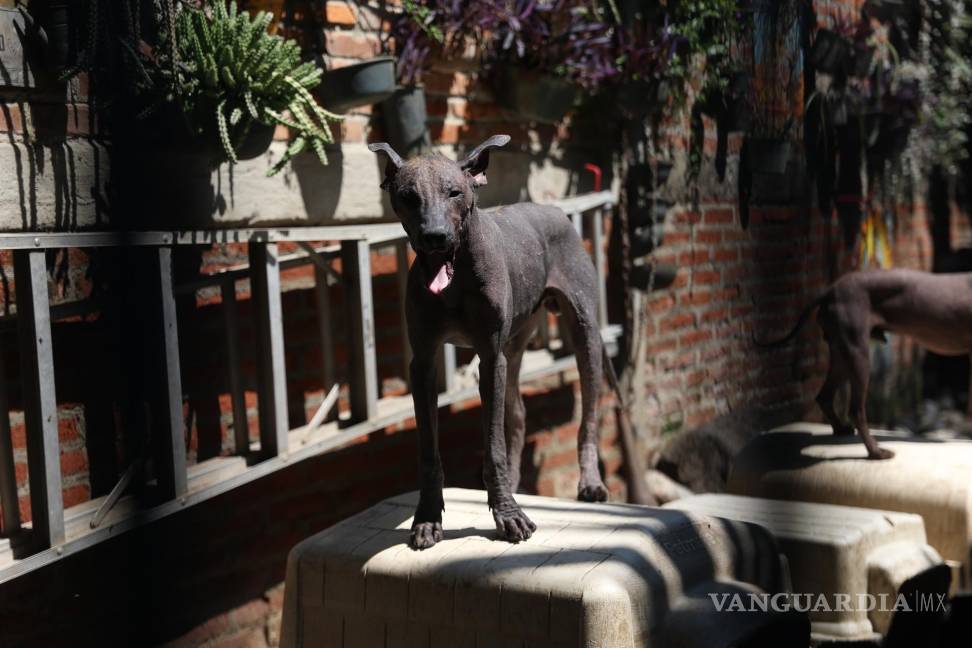 $!Fotografía de un ejemplar de la raza Xoloitzcuintle, en el criadero Xolos Tarango en la Ciudad de México (México). EFE/Sáshenka Gutiérrez