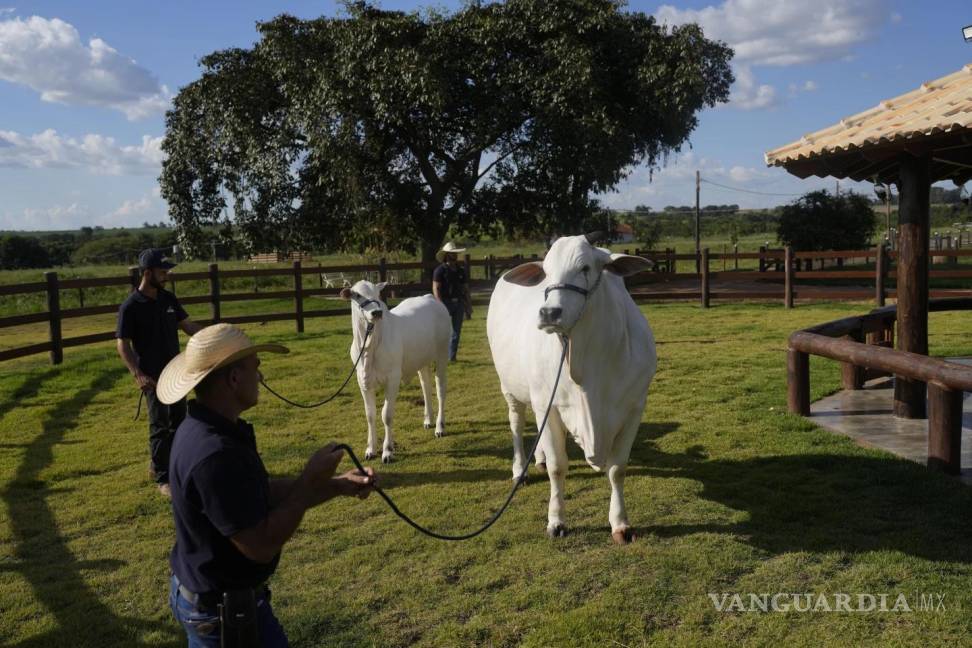 $!Un ganadero muestra la vaca Nelore conocida como Viatina-19 en una granja en Uberaba, estado de Minas Gerais, Brasil.