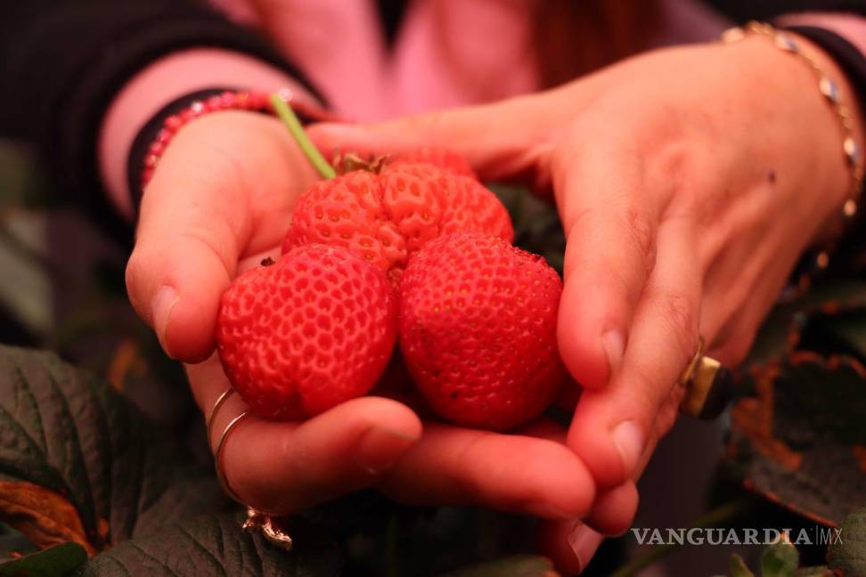 Alumnos de la UAAAN arman granjas verticales para revolucionar cultivos