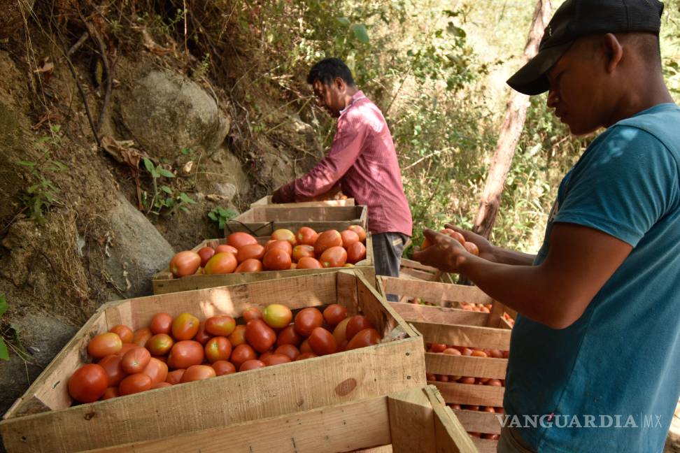 Ante arancel de EU, buscan nuevos mercados para tomate mexicano