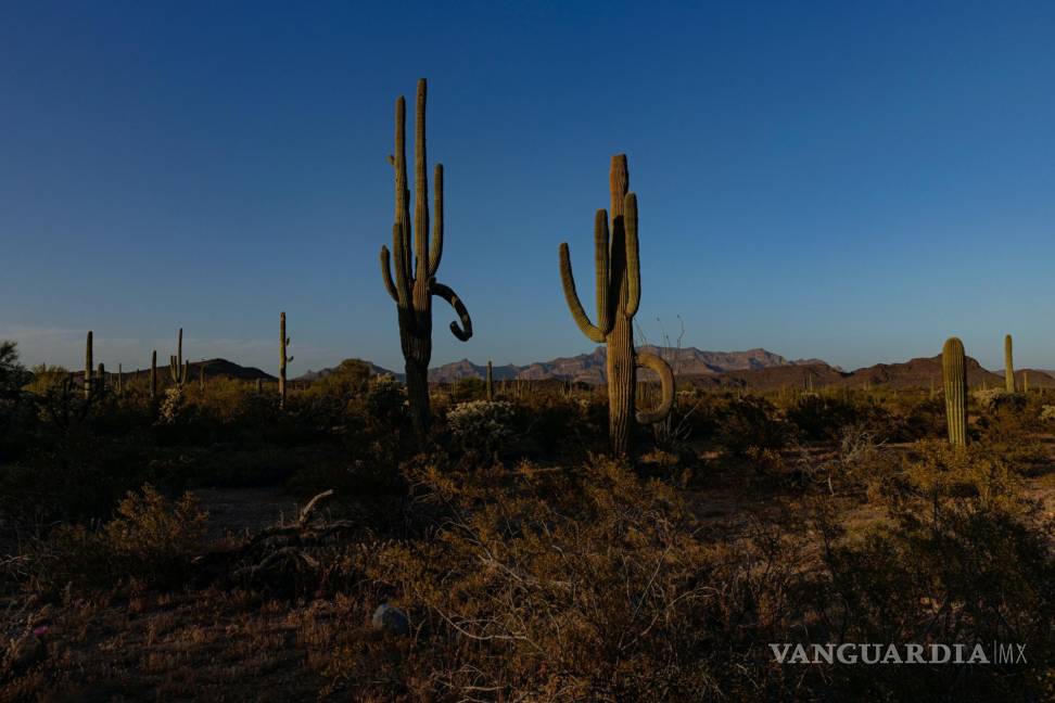 $!Un área del Monumento Nacional Organ Pipe Cactus, a través de la cual se canalizaría el agua de la planta desalinizadora, cerca de Lukeville, Arizona.