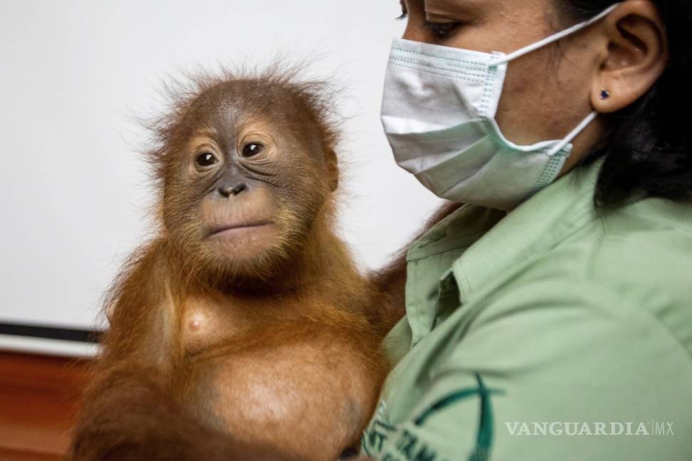 $!¡Increible!, policía de indonesia descubre una cría de orangután en una maleta en el aeropuerto de Bali