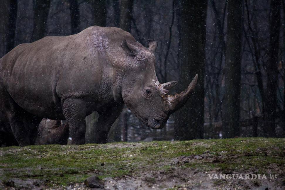 $!Subasta de cuernos de rinoceronte no logra las ventas previstas