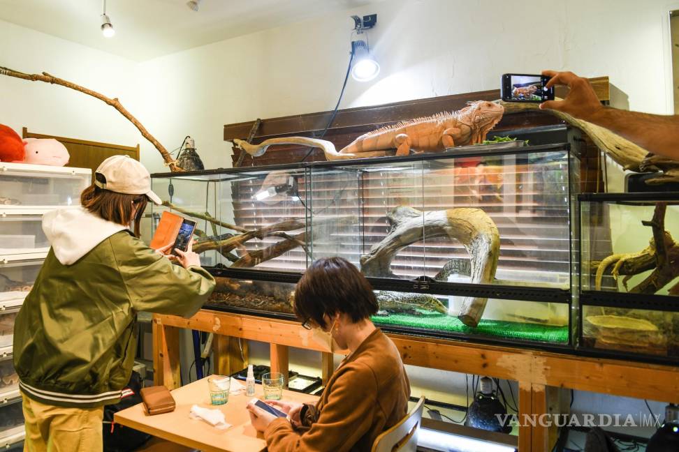 $!Un cliente toma fotografías de reptiles dentro de un café de animales en Tokio.