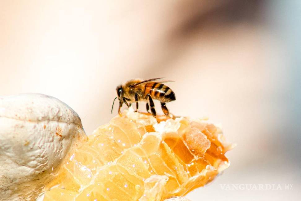 $!Las abejas son las principales polinizadoras del mundo.