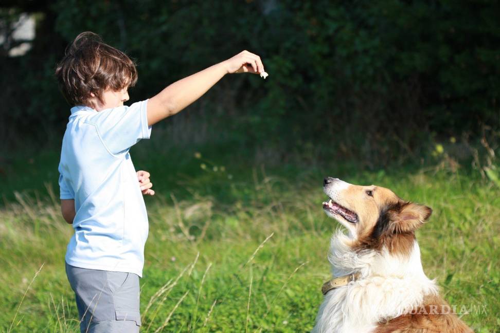 $!Cinco cosas que crees que le gustan a tu perro... pero no