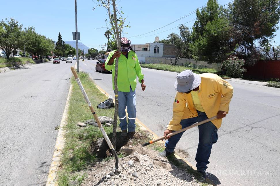 $!Diversas especies de ornato como lavanda, buganvilia, cenizo y romero embellecen camellones y banquetas, atrayendo además polinizadores.